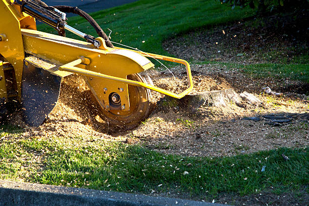 Reliable Tiltonsville, OH  Tree Services Solutions