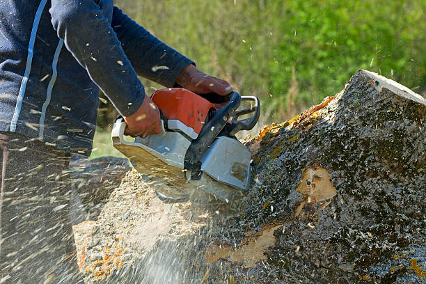 Best Commercial Tree Services  in Tiltonsville, OH