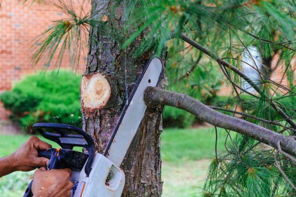 Best Hedge Trimming  in Tiltonsville, OH